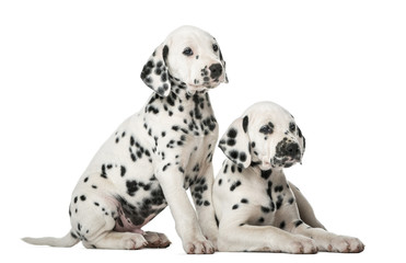 Two Dalmatian puppies in front of a white background