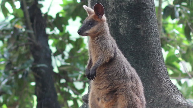 A Swamp Wallaby, Wallabie bicolor, stands in the rain, and takes off in a flurry.
