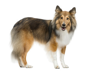 Shetland Sheepdog standing in front of a white background