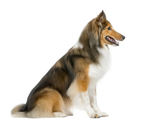 Shetland Sheepdog sitting in front of a white background