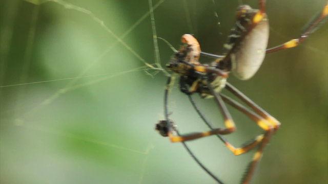 A female golden orbweaver spider, Nephila plumipes or Nephila ornata, devouring its prey.  Taken in Sydney, Australia.