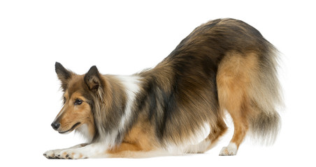 Shetland Sheepdog bowing in front of a white background