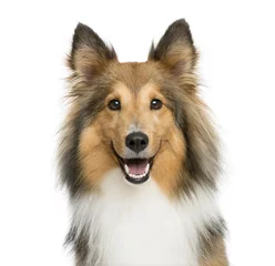 Papier Peint photo Chien Close-up of a Shetland Sheepdog in front of a white background