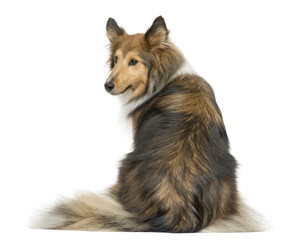 Rear view of a Shetland Sheepdog sitting