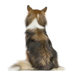 Rear view of a Shetland Sheepdog sitting