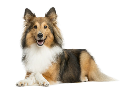 Shetland Sheepdog lying in front of a white background