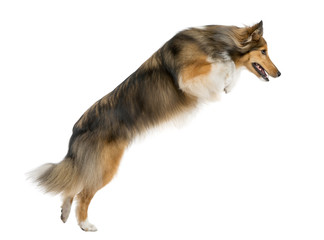 Shetland Sheepdog jumping in front of a white background