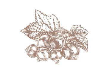 Branch of black currant