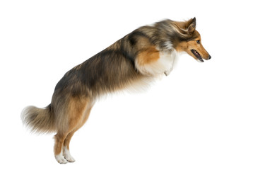Shetland Sheepdog jumping in front of a white background