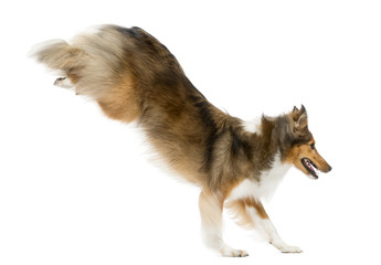 Shetland Sheepdog jumping in front of a white background