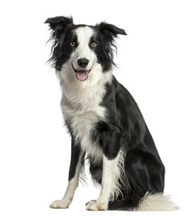 Border Collie sitting in front of a white background