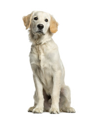 Golden retriever sitting in front of a white background