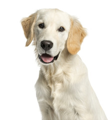 Close-up of a Golden retriever in front of a white background