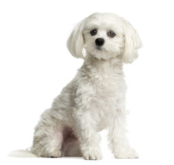 Maltese sitting in front of a white background