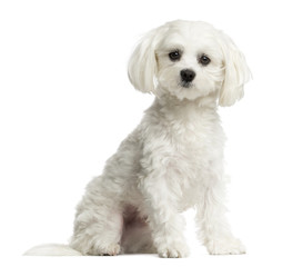 Maltese sitting in front of a white background
