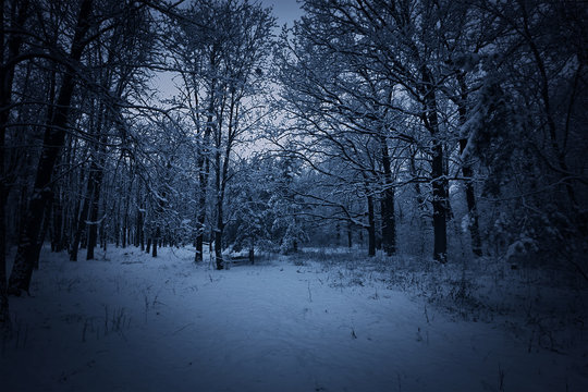 Fototapeta Winter