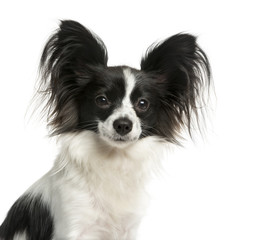 Close-up of a Papillon in front of a white background