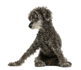 Poodle sitting in front of a white background
