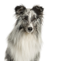 Close-up of a Shetland Sheepdog in front of a white background