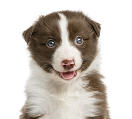 Close-up of a Border Collie puppy (6 weeks old)