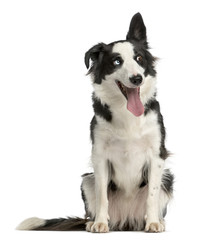 Border Collie sitting in front of a white background