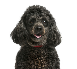 Close-up of a Poodle in front of a white background