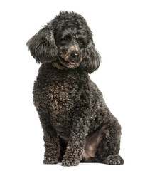 Poodle sitting in front of a white background