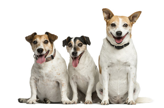 Three Jack Russell Terrier sitting