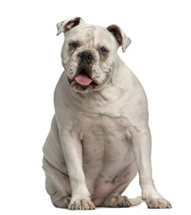 Obraz premium English Bulldog sitting in front of a white background