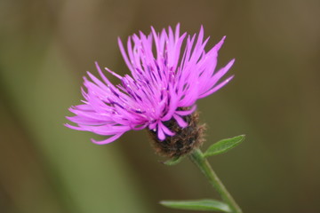 Macro d'une fleur de bord de route