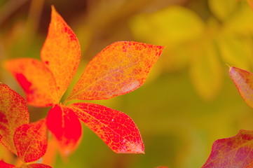 ドウダンツツジの紅葉