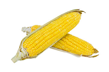 Ear of Corn isolated on a white background