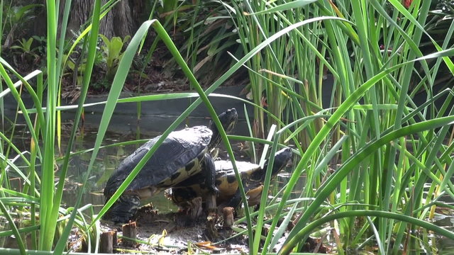 Two turtles basking in the sun by the pond in the park