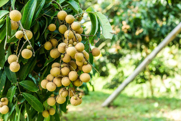 Longan orchards - Tropical fruits young longan in Lamphun, Thail