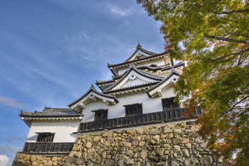 Fototapeta premium 彦根城秋景色