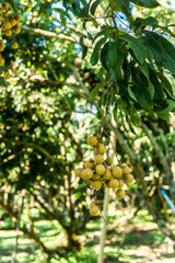 Longan orchards - Tropical fruits young longan in Lamphun, Thail