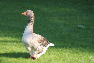 Jars cendré dans une prairie