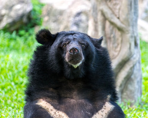 bear
