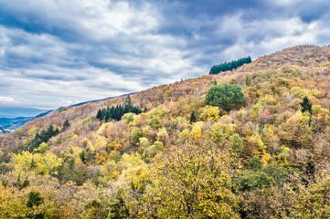 Fototapeta na wymiar Mountain stream in the green forest in autumn