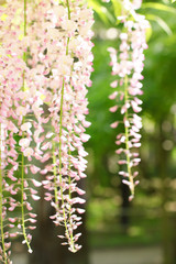 White Wisteria