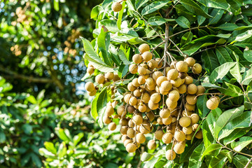 Longan orchards - Tropical fruits young longan in Lamphun, Thail