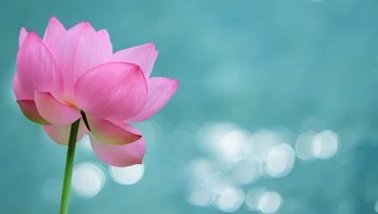 Foto auf Acrylglas Lotus Blume Seerosenblüten-Panoramabild