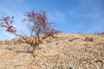 Tree on a rocky area