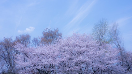 霞桜