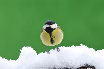 Little tit sitting on snowy branch