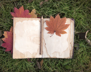 Still life with diary and maple leaves on grass