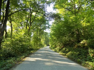 Asphalt road in deciduous forest