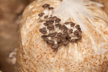 oyster mushrooms grow on a mushroom farm