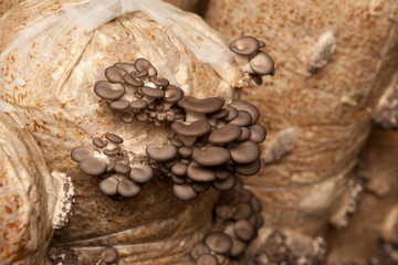 oyster mushrooms grow on a mushroom farm
