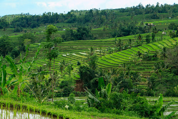 バリ島世界遺産のライステラス